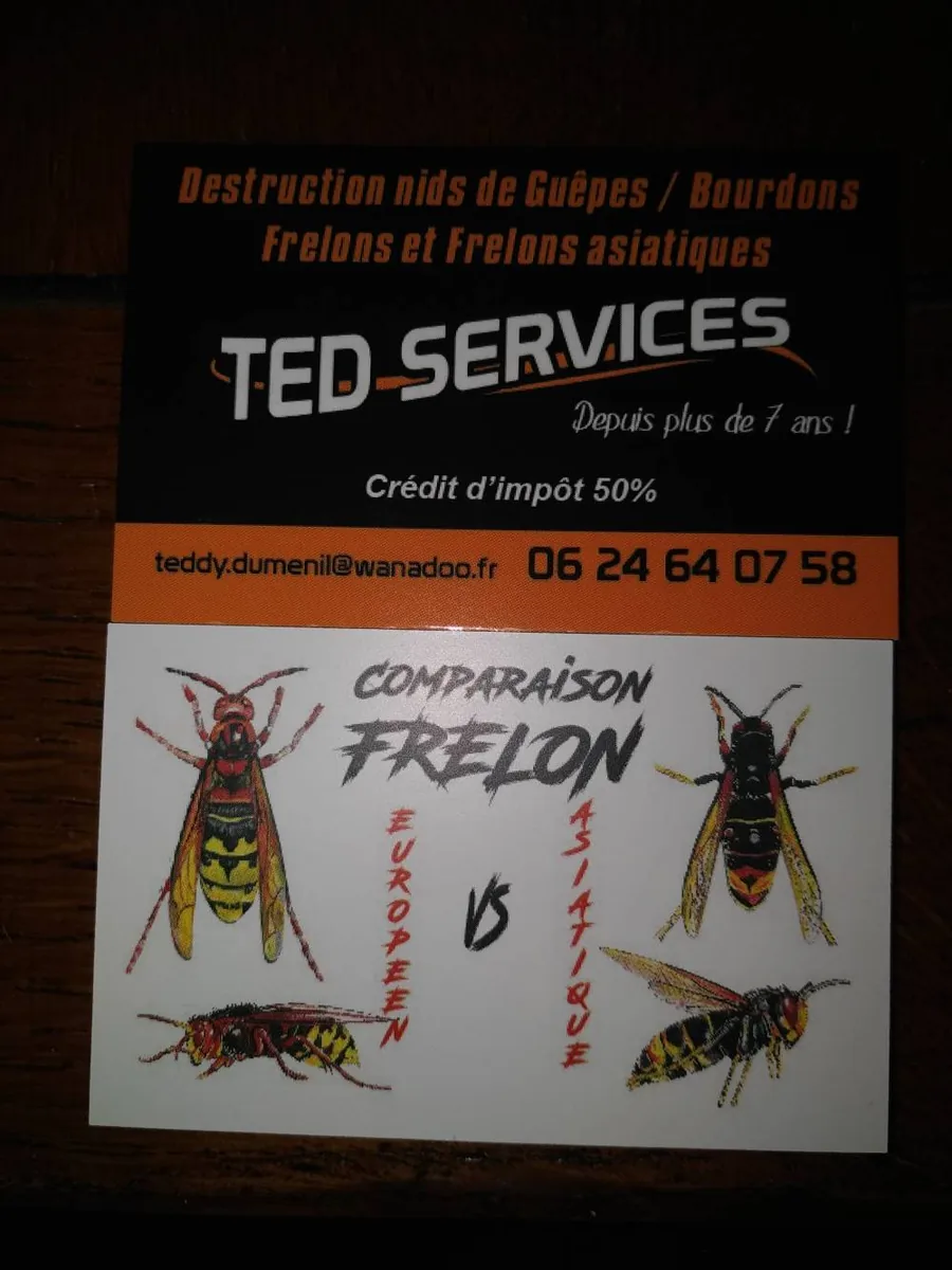 Enseigne TED Services : destruction de nids de guêpes, bourdons, frelons et frelons asiatiques, comparaison frelon européen et asiatique