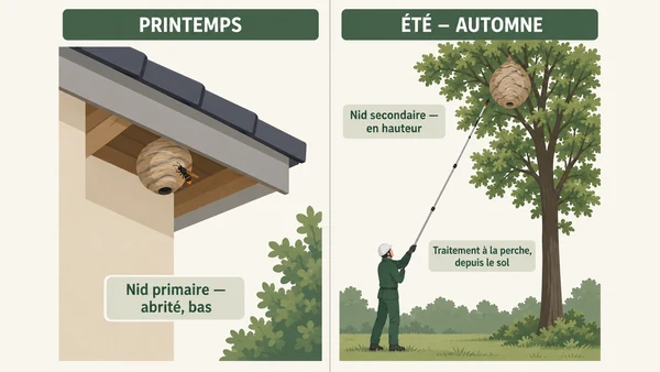 Infographie : nid primaire abrité et bas au printemps, nid secondaire en hauteur en été, traité à la perche depuis le sol