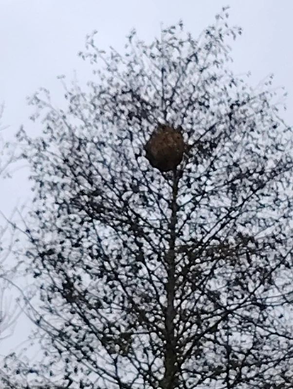 Nid de frelons asiatiques accroché en haut d'un arbre, fin de saison