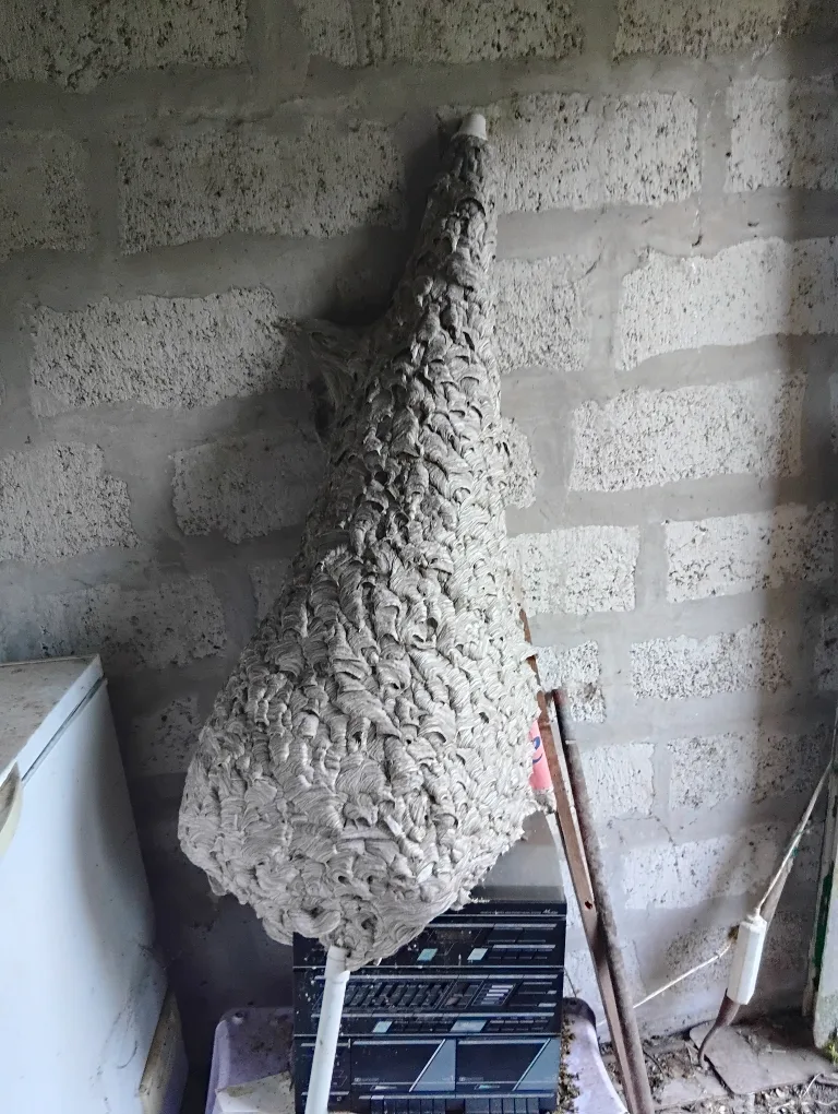 Gros nid de guêpe gris en écailles, près d'un mètre de haut, posé contre un mur de parpaings dans une dépendance