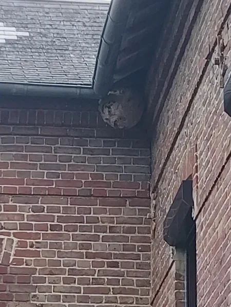 Nid sous le débord de toit · maison de brique — Plaqué dans l'angle du mur, juste à côté de la descente de gouttière : l'emplacement le plus fréquent sur une maison.