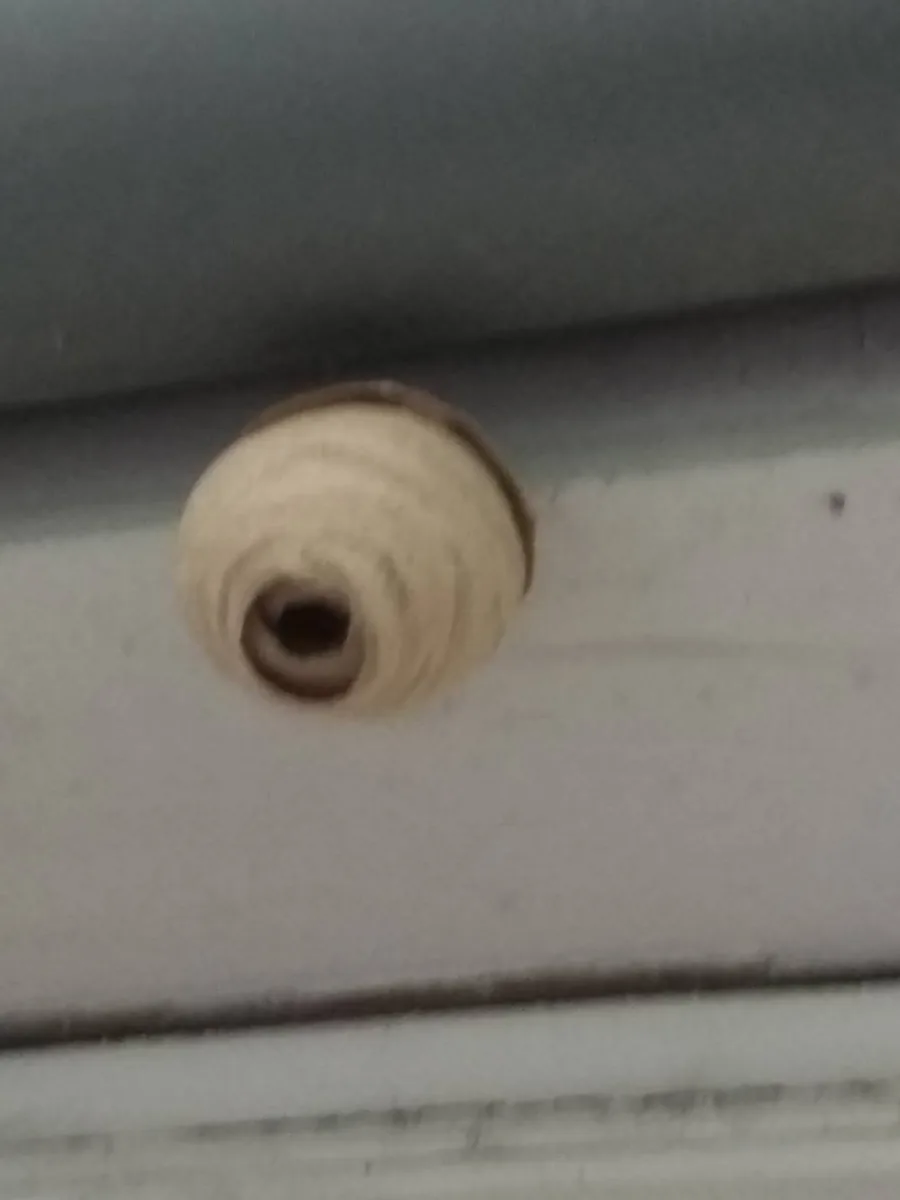 Nid de guêpes naissant sous un abri, encore petit
