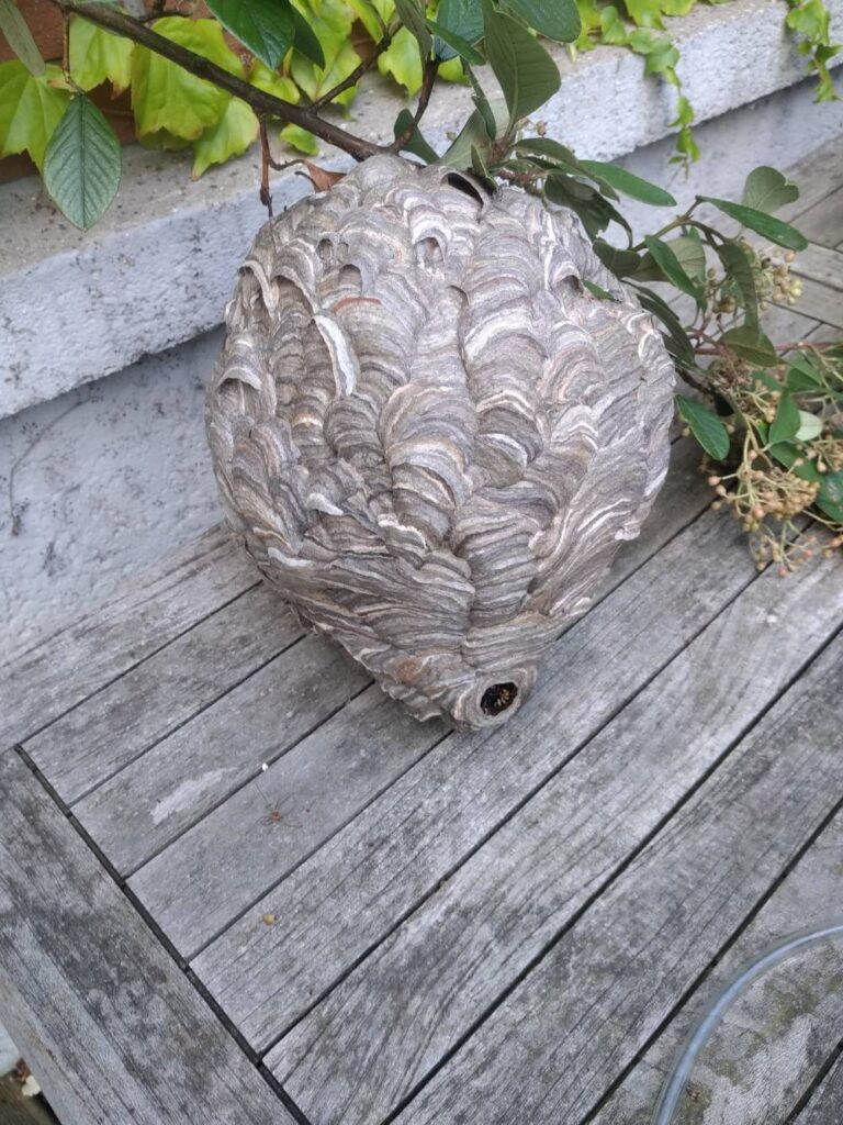 DESINSECTISATION-FRELONS-ASIATIQUES-AMIENS-80