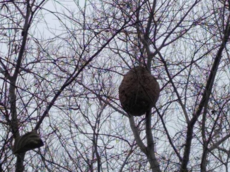 DESINSECTISATION-FRELONS-ASIATIQUES-AMIENS-80