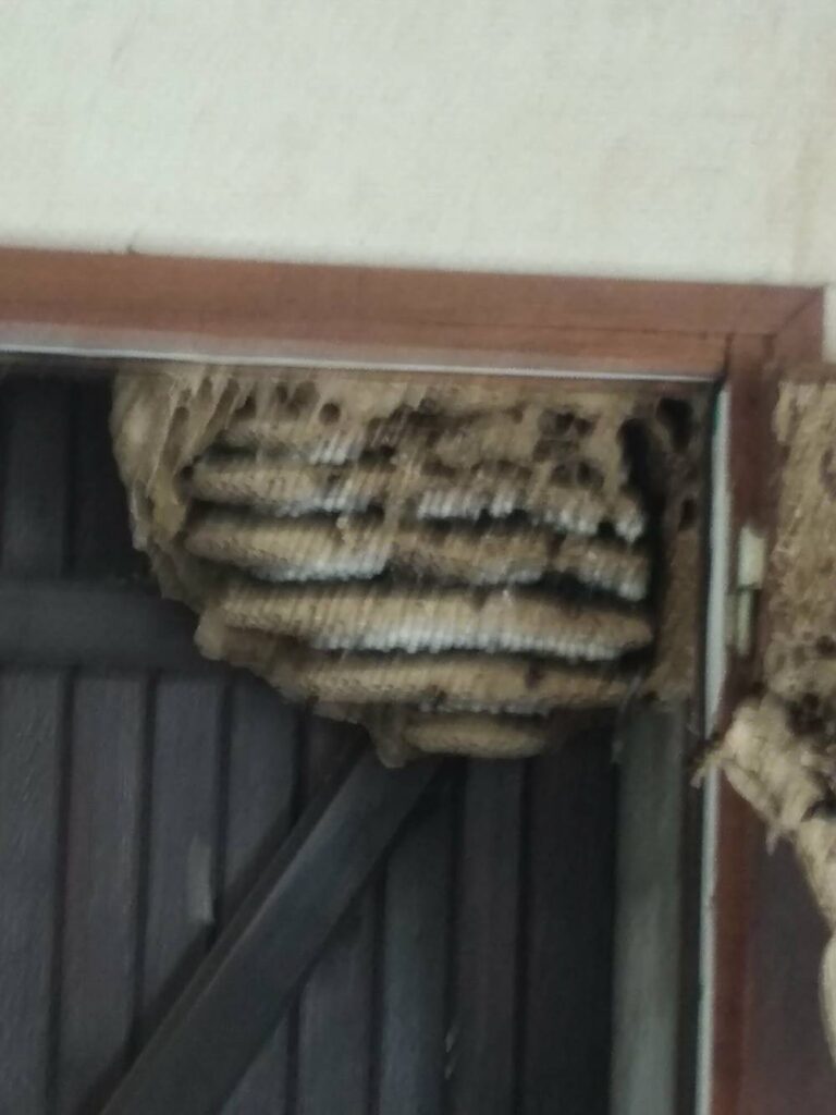 Destruction-de-Nid-de-frelons-asiatique-secondaire-Camon