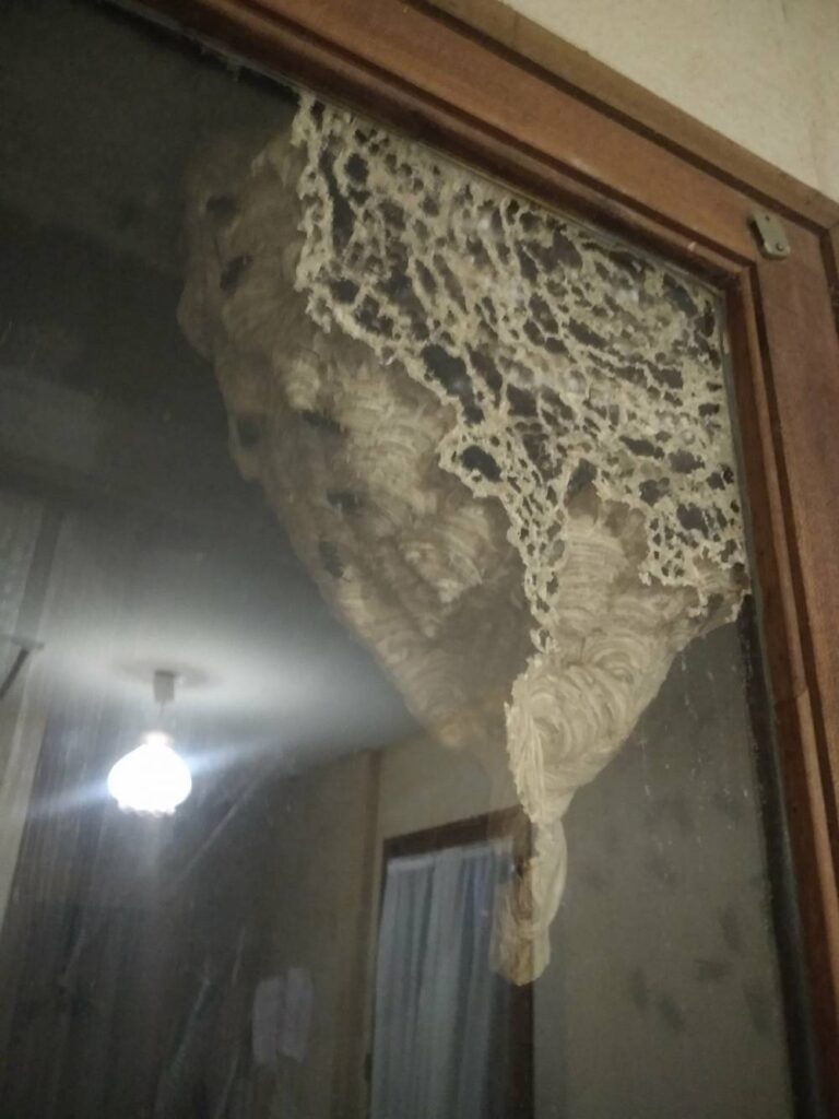 Destruction-de-Nid-de-frelons-asiatique-secondaire-Camon