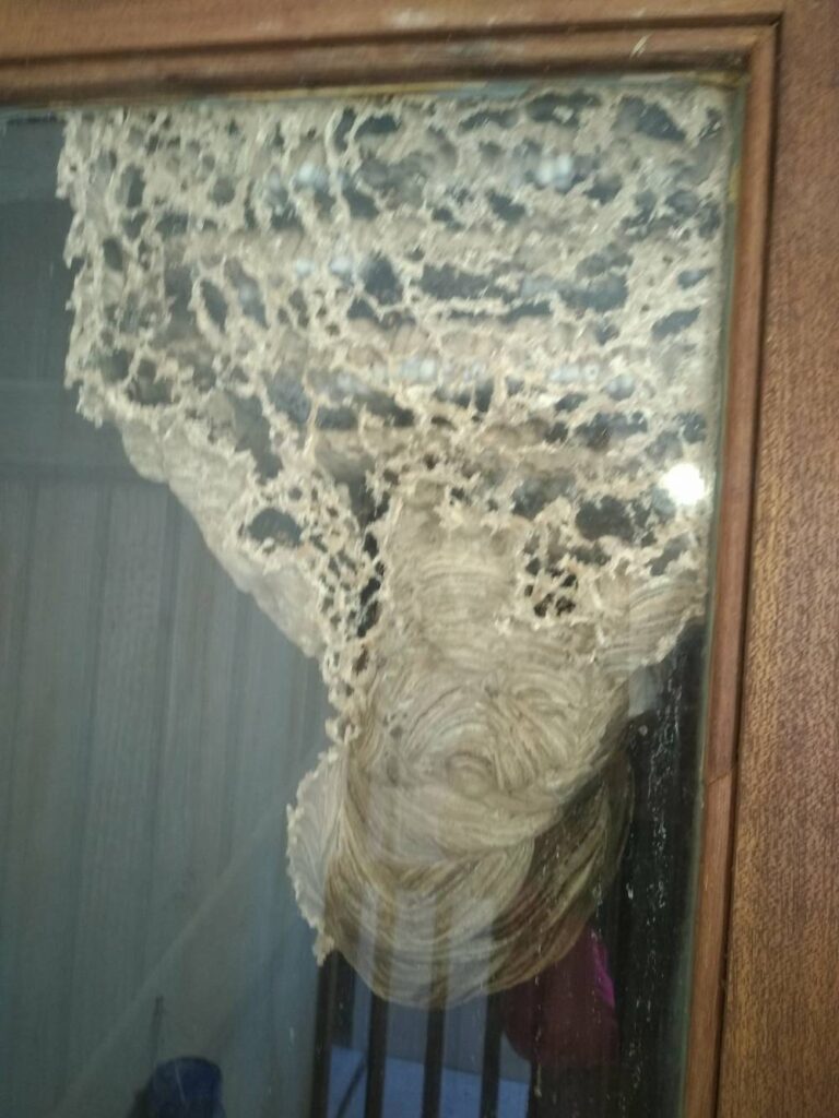 Destruction-de-Nid-de-frelons-asiatique-secondaire-Camon