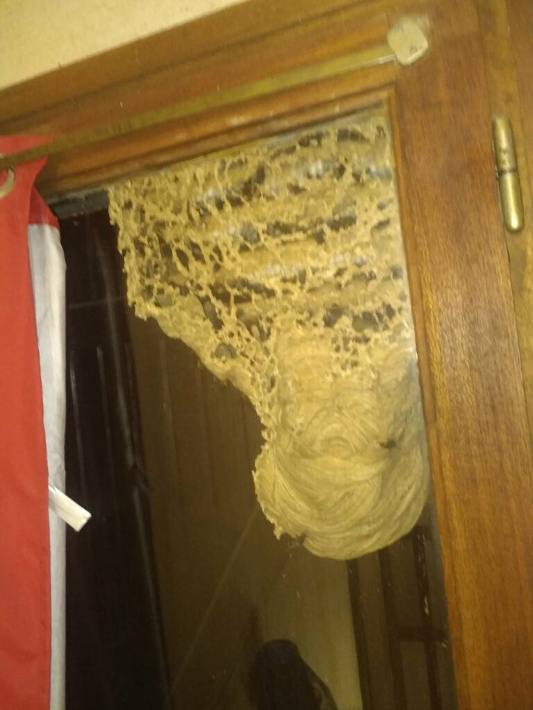 Destruction-de-Nid-de-frelons-asiatique-secondaire-Camon