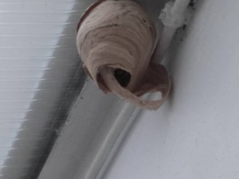 Destruction-de-nids-de-frelon-asiatique-primaire-Amiens