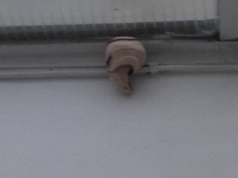 Destruction-de-nids-de-frelon-asiatique-primaire-Amiens