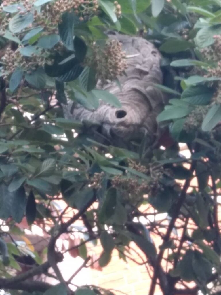 Destruction-de-nids-de-guepes-a-Eu