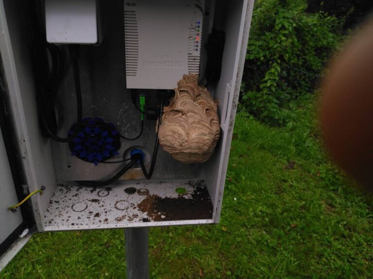 Nid-de-frelon-asiatique-dans-un-boitier-electrique-Picquigny-80