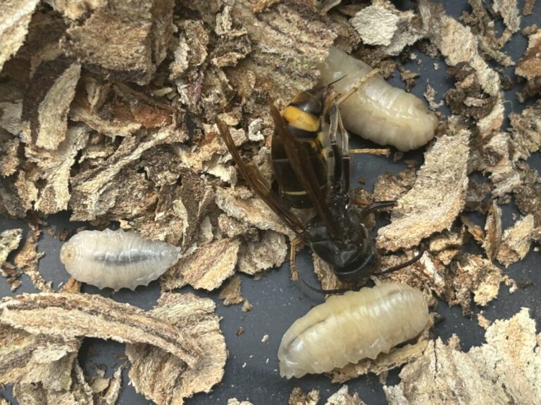 Nid de frelon asiatique et leur reine Gamaches (80)