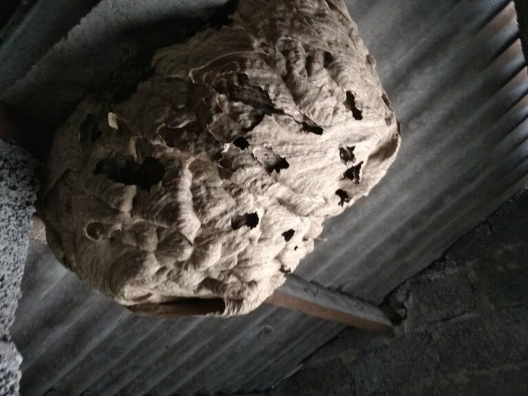 Nid-de-frelons-asiatiques-Dieppe-76