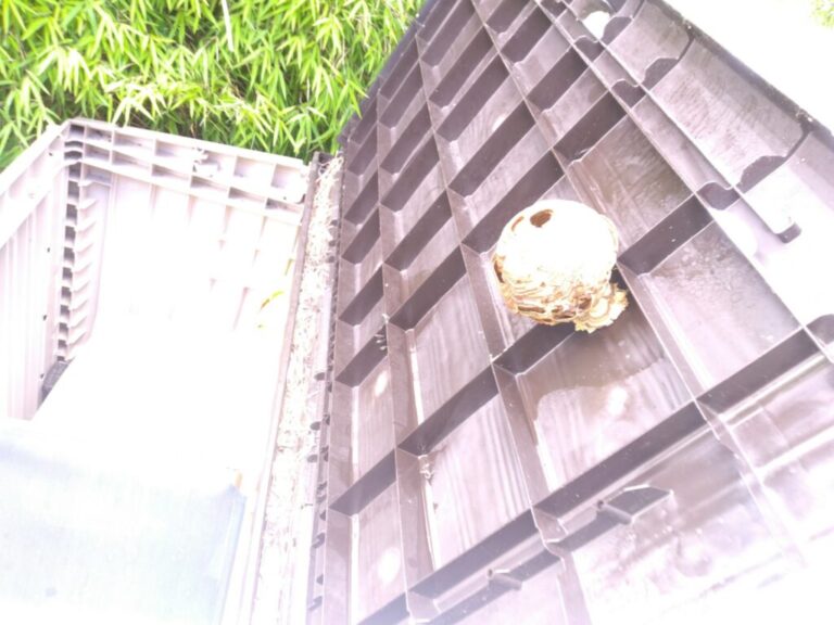 Nid de frelons asiatiques Quend (80)