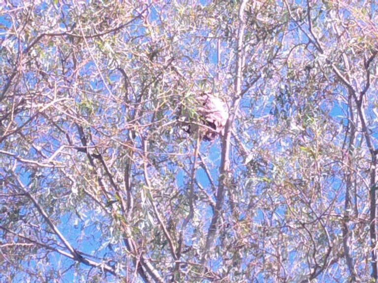 Nid de frelons asiatiques en haut d'un arbre Grandcourt (80)