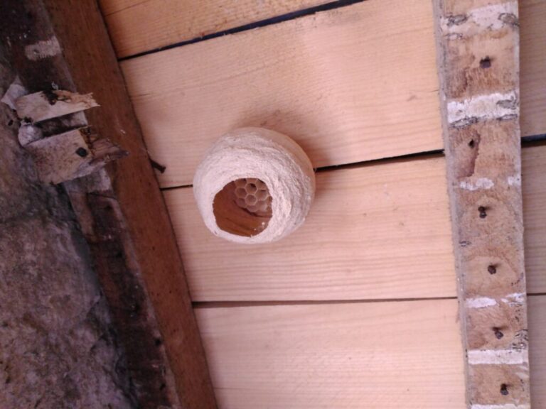 Nid de frelons asiatiques primaire Dancourt (76)