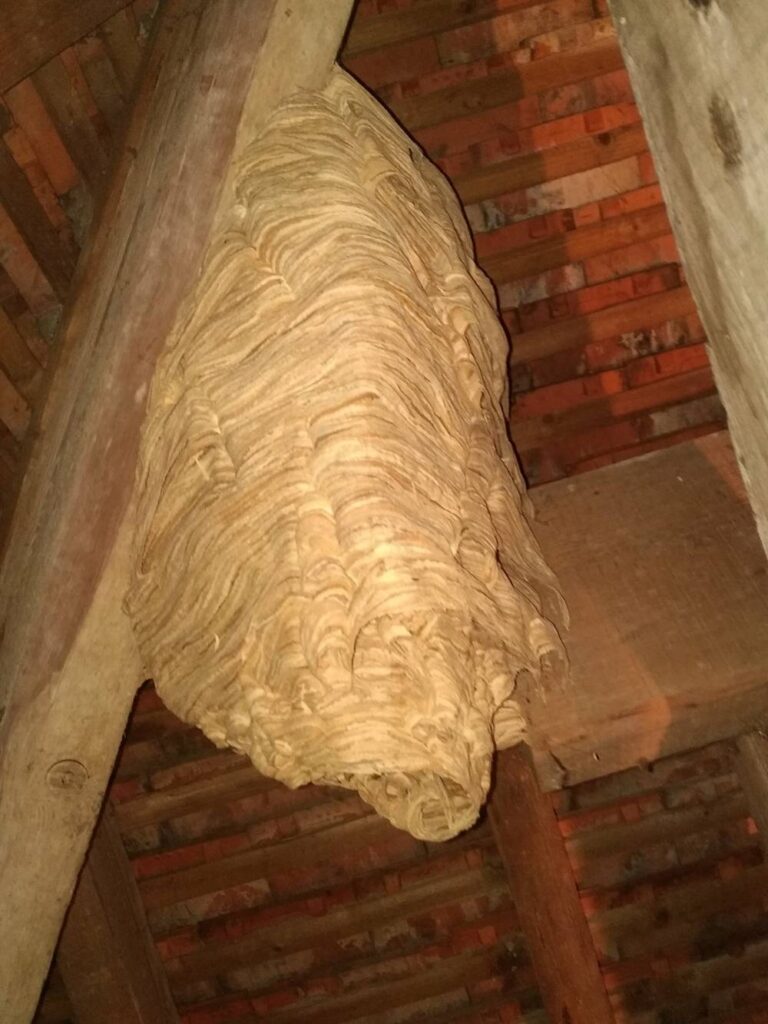 Nid-de-frelons-asiatiques-secondaire-Gamaches-80