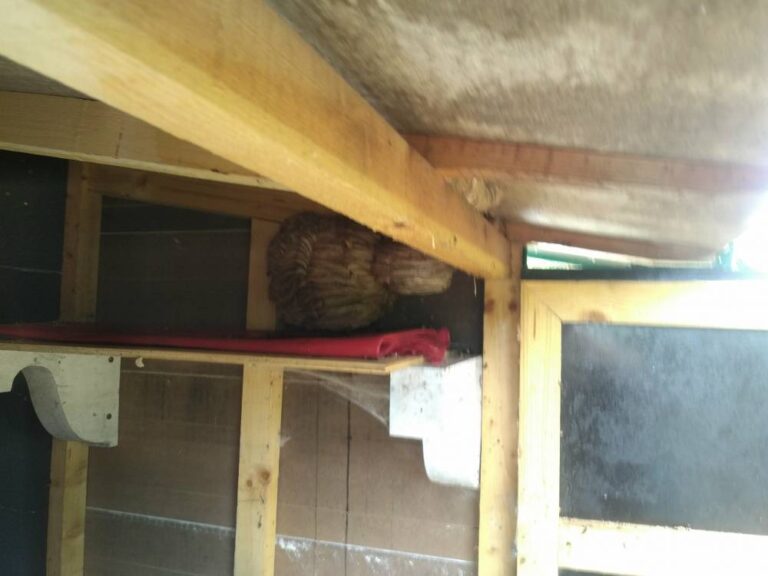 Nid-de-frelons-europeen-Aumale-76