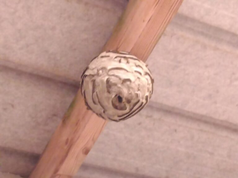 Nid de guêpe Hallencourt (80)