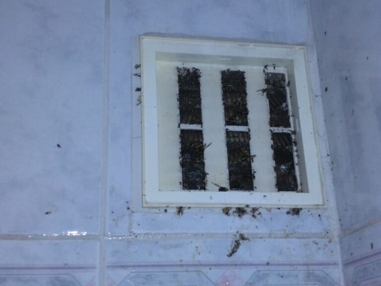 Nid de guêpe dans une douche Hallencourt (80)