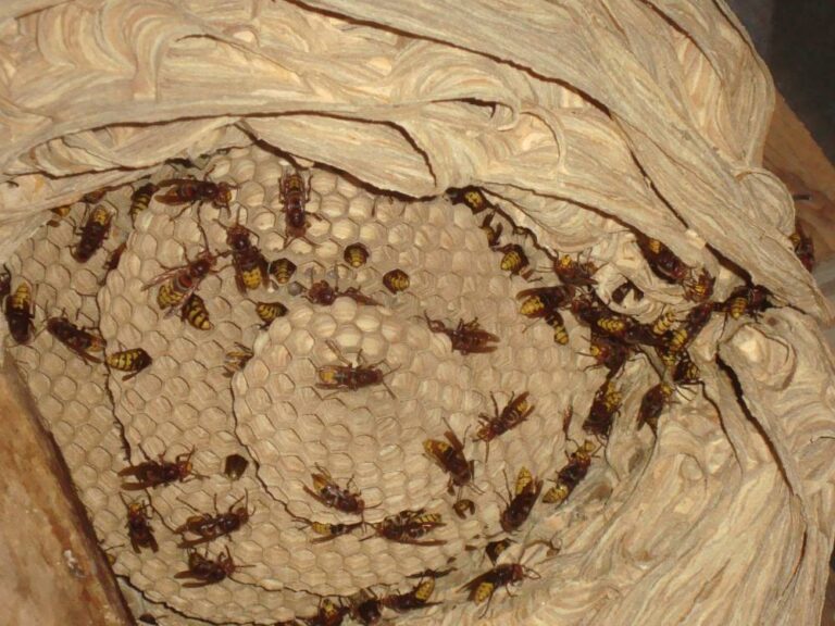 Nid-de-guepe-secondaire-Boves-80
