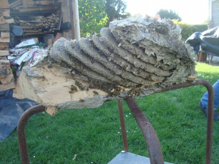 Nid-de-guepe-secondaire-Boves-80