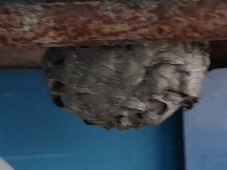 Nid-de-guepe-sous-toit-Le-Crotoy-80